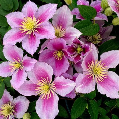 piillu|How to Grow and Care for Clematis Piilu